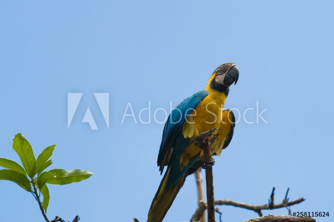 Picture of Guacamaya or Ura Araruana in a branch